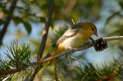 Young oriole in pine.jpg